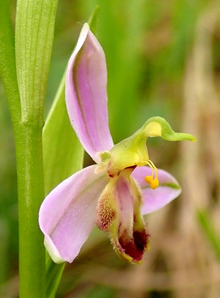 Ophrys apifera var. tilaventina